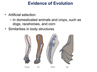 Evidence of Evolution
• Artificial selection
– In domesticated animals and crops, such as
dogs, racehorses, and corn
• Similarities in body structures
 