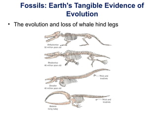Fossils: Earth's Tangible Evidence of
Evolution
• The evolution and loss of whale hind legs
 