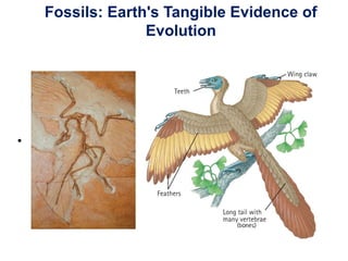 Fossils: Earth's Tangible Evidence of
Evolution
• Archaeopteryx, an early bird
 