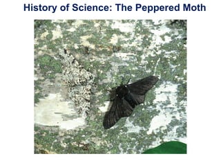 History of Science: The Peppered Moth
 
