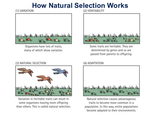 Natural Selection Works On An Organism S Natural Selection Works On An Organism S