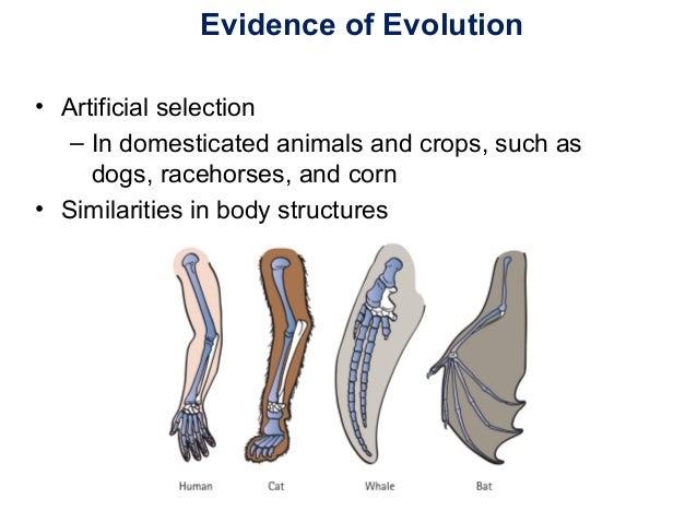 Can Natural Selection Occur Without Evolution Can Natural Selection Occur Without Evolution