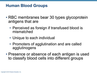 Human Blood Groups RBC membranes bear 30 types glycoprotein antigens that are Perceived as foreign if transfused blood is mismatched Unique to each individual  Promoters of agglutination and are called agglutinogens  Presence or absence of each antigen is used to classify blood cells into different groups 