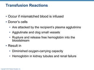 Transfusion Reactions Occur if mismatched blood is infused Donor’s cells Are attacked by the recipient’s plasma agglutinins Agglutinate and clog small vessels Rupture and release free hemoglobin into the bloodstream  Result in Diminished oxygen-carrying capacity Hemoglobin in kidney tubules and renal failure 
