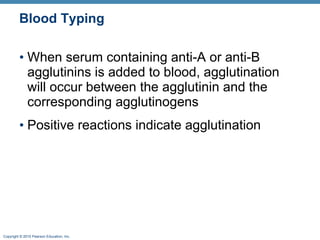 Blood Typing When serum containing anti-A or anti-B agglutinins is added to blood, agglutination will occur between the agglutinin and the corresponding agglutinogens Positive reactions indicate agglutination 