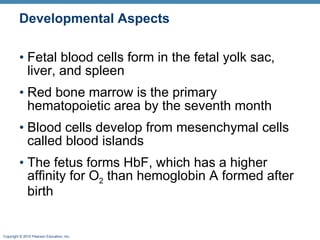 Developmental Aspects Fetal blood cells form in the fetal yolk sac, liver, and spleen Red bone marrow is the primary hematopoietic area by the seventh month  Blood cells develop from mesenchymal cells called blood islands The fetus forms HbF, which has a higher affinity for O 2  than hemoglobin A formed after birth 
