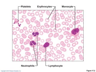 Figure 17.2 Platelets Neutrophils Lymphocyte Erythrocytes Monocyte 