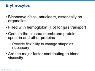 Erythrocytes Biconcave discs, anucleate, essentially no organelles Filled with hemoglobin (Hb) for gas transport Contain the plasma membrane protein spectrin and other proteins Provide flexibility to change shape as necessary Are the major factor contributing to blood viscosity 