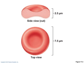 Figure 17.3 2.5 µm 7.5 µm Side view (cut) Top view 
