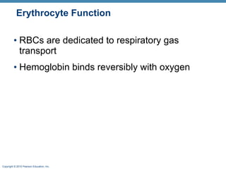Erythrocyte Function RBCs are dedicated to respiratory gas transport Hemoglobin binds reversibly with oxygen  