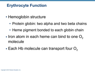 Erythrocyte Function Hemoglobin structure Protein globin: two alpha and two beta chains Heme pigment bonded to each globin chain Iron atom in each heme can bind to one O 2  molecule Each Hb molecule can transport four O 2 