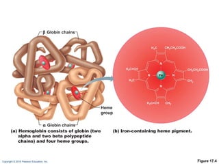 Figure 17.4 Heme group (a) Hemoglobin consists of globin (two alpha and two beta polypeptide chains) and four heme groups. (b) Iron-containing heme pigment.    Globin chains    Globin chains 