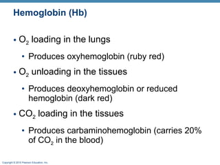 Hemoglobin (Hb) O 2  loading in the lungs Produces oxyhemoglobin (ruby red) O 2  unloading in the tissues Produces deoxyhemoglobin or reduced hemoglobin (dark red)  CO 2  loading in the tissues Produces carbaminohemoglobin (carries 20% of CO 2  in the blood) 
