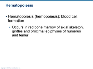 Hematopoiesis Hematopoiesis (hemopoiesis): blood cell formation  Occurs in red bone marrow of axial skeleton, girdles and proximal epiphyses of humerus and femur 