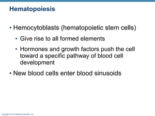 Hematopoiesis Hemocytoblasts (hematopoietic stem cells) Give rise to all formed elements Hormones and growth factors push the cell toward a specific pathway of blood cell development New blood cells enter blood sinusoids  