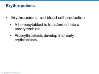 Erythropoiesis Erythropoiesis: red blood cell production A hemocytoblast is transformed into a proerythroblast Proerythroblasts develop into early erythroblasts 