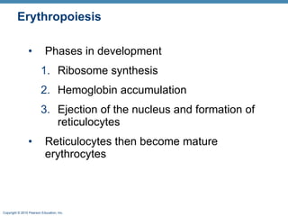 Erythropoiesis Phases in development Ribosome synthesis  Hemoglobin accumulation  Ejection of the nucleus and formation of reticulocytes Reticulocytes then become mature erythrocytes 