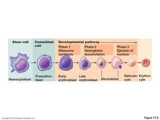 Figure 17.5 Stem cell Hemocytoblast Proerythro- blast Early erythroblast Late erythroblast Normoblast Phase 1 Ribosome synthesis Phase 2 Hemoglobin accumulation Phase 3 Ejection of nucleus Reticulo- cyte Erythro- cyte Committed cell Developmental pathway 