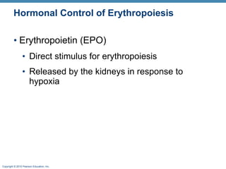 Hormonal Control of Erythropoiesis Erythropoietin (EPO) Direct stimulus for erythropoiesis  Released by the kidneys in response to hypoxia 