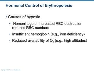 Hormonal Control of Erythropoiesis Causes of hypoxia Hemorrhage or increased RBC destruction reduces RBC numbers Insufficient hemoglobin (e.g., iron deficiency) Reduced availability of O 2  (e.g., high altitudes) 