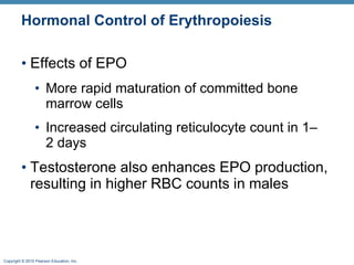 Hormonal Control of Erythropoiesis Effects of EPO More rapid maturation of committed bone marrow cells Increased circulating reticulocyte count in 1–2days Testosterone also enhances EPO production, resulting in higher RBC counts in males 
