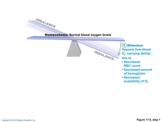 Figure 17.6, step 1 Homeostasis:  Normal blood oxygen levels Stimulus: Hypoxia (low blood O 2 - carrying ability) due to •  Decreased RBC count •  Decreased amount of hemoglobin •  Decreased availability of O 2 1 IMBALANCE IMBALANCE 