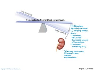 Figure 17.6, step 2 Kidney (and liver to a smaller extent) releases erythropoietin. Homeostasis:  Normal blood oxygen levels Stimulus: Hypoxia (low blood O 2 - carrying ability) due to •  Decreased RBC count •  Decreased amount of hemoglobin •  Decreased availability of O 2 1 2 IMBALANCE IMBALANCE 