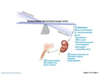 Figure 17.6, step 3 Kidney (and liver to a smaller extent) releases erythropoietin. Erythropoietin stimulates red bone marrow. Homeostasis:  Normal blood oxygen levels Stimulus: Hypoxia (low blood O 2 - carrying ability) due to •  Decreased RBC count •  Decreased amount of hemoglobin •  Decreased availability of O 2 1 2 3 IMBALANCE IMBALANCE 