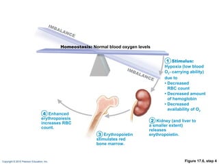 Figure 17.6, step 4 Kidney (and liver to a smaller extent) releases erythropoietin. Erythropoietin stimulates red bone marrow. Enhanced erythropoiesis increases RBC count. Homeostasis:  Normal blood oxygen levels Stimulus: Hypoxia (low blood O 2 - carrying ability) due to •  Decreased RBC count •  Decreased amount of hemoglobin •  Decreased availability of O 2 1 2 3 4 IMBALANCE IMBALANCE 