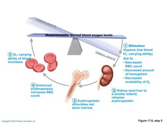 Figure 17.6, step 5 Kidney (and liver to a smaller extent) releases erythropoietin. Erythropoietin stimulates red bone marrow. Enhanced erythropoiesis increases RBC count. O 2 - carrying ability of blood increases. Homeostasis:  Normal blood oxygen levels Stimulus: Hypoxia (low blood O 2 - carrying ability) due to •  Decreased RBC count •  Decreased amount of hemoglobin •  Decreased availability of O 2 1 2 3 4 5 IMBALANCE IMBALANCE 