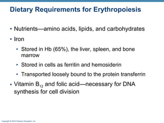 Dietary Requirements for Erythropoiesis Nutrients—amino acids, lipids, and carbohydrates Iron Stored in Hb (65%), the liver, spleen, and bone marrow Stored in cells as ferritin and hemosiderin Transported loosely bound to the protein transferrin Vitamin B 12  and folic acid—necessary for DNA synthesis for cell division 