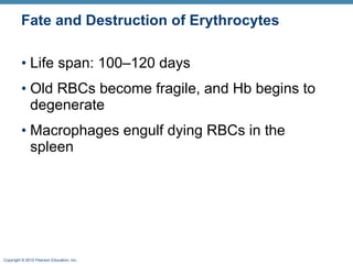 Fate and Destruction of Erythrocytes Life span: 100–120 days Old RBCs become fragile, and Hb begins to degenerate Macrophages engulf dying RBCs in the spleen  