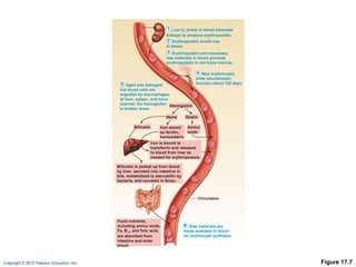 Figure 17.7 Low O 2   levels in blood stimulate  kidneys to produce erythropoietin. 1 Erythropoietin levels rise in blood. 2 Erythropoietin and necessary raw materials in blood promote erythropoiesis in red bone marrow. 3 Aged and damaged red blood cells are engulfed by macrophages of liver, spleen, and bone marrow; the hemoglobin is broken down. 5 New erythrocytes enter bloodstream; function about 120 days. 4 Raw materials are made available in blood for erythrocyte synthesis. 6 Hemoglobin Amino acids Globin Iron is bound to transferrin and released to blood from liver as needed for erythropoiesis. Food nutrients, including amino acids, Fe, B 12 , and folic acid, are absorbed from intestine and enter blood. Heme Circulation Iron stored as ferritin, hemosiderin Bilirubin Bilirubin is picked up from blood by liver, secreted into intestine in bile, metabolized to stercobilin by bacteria, and excreted in feces. 