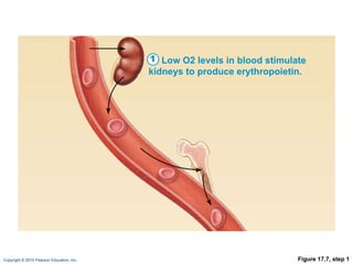 Figure 17.7, step 1 Low O2   levels in blood stimulate kidneys to produce erythropoietin. 1 