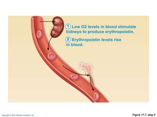 Figure 17.7, step 2 Low O2   levels in blood stimulate kidneys to produce erythropoietin. 1 Erythropoietin levels rise in blood. 2 