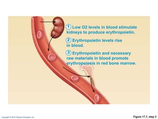 Figure 17.7, step 3 Low O2   levels in blood stimulate kidneys to produce erythropoietin. 1 Erythropoietin levels rise in blood. 2 Erythropoietin and necessary raw materials in blood promote erythropoiesis in red bone marrow. 3 