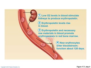Figure 17.7, step 4 Low O2   levels in blood stimulate kidneys to produce erythropoietin. 1 Erythropoietin levels rise in blood. 2 Erythropoietin and necessary raw materials in blood promote erythropoiesis in red bone marrow. 3 New erythrocytes enter bloodstream; function about 120 days. 4 