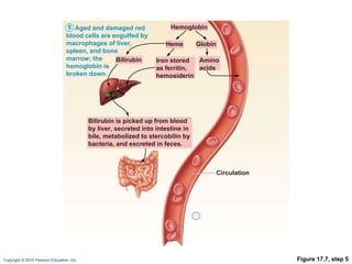 Figure 17.7, step 5 Aged and damaged red blood cells are engulfed by macrophages of liver, spleen, and bone marrow; the hemoglobin is broken down. 5 Hemoglobin Amino acids Globin Heme Circulation Iron stored as ferritin, hemosiderin Bilirubin Bilirubin is picked up from blood by liver, secreted into intestine in bile, metabolized to stercobilin by bacteria, and excreted in feces. 
