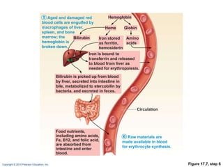 Figure 17.7, step 6 Aged and damaged red blood cells are engulfed by macrophages of liver, spleen, and bone marrow; the hemoglobin is broken down. 5 Raw materials are made available in blood for erythrocyte synthesis. 6 Hemoglobin Amino acids Globin Iron is bound to transferrin and released to blood from liver as needed for erythropoiesis. Food nutrients, including amino acids, Fe, B12, and folic acid, are absorbed from intestine and enter blood. Heme Circulation Iron stored as ferritin, hemosiderin Bilirubin Bilirubin is picked up from blood by liver, secreted into intestine in bile, metabolized to stercobilin by bacteria, and excreted in feces. 