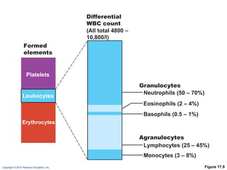 Figure 17.9 Formed elements Platelets Leukocytes Erythrocytes Differential WBC count (All total 4800   – 10,800/l) Neutrophils (50   –   70%) Lymphocytes (25 – 45%) Eosinophils (2   –   4%) Basophils (0.5   –   1%) Monocytes (3 – 8%) Agranulocytes Granulocytes 