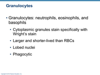 Granulocytes Granulocytes: neutrophils, eosinophils, and basophils Cytoplasmic granules stain specifically with Wright’s stain Larger and shorter-lived than RBCs Lobed nuclei Phagocytic  