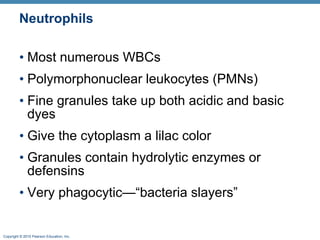Neutrophils Most numerous WBCs Polymorphonuclear leukocytes (PMNs) Fine granules take up both acidic and basic dyes Give the cytoplasm a lilac color Granules contain hydrolytic enzymes or defensins  Very phagocytic—“bacteria slayers” 