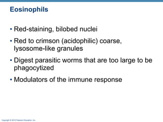 Eosinophils Red-staining, bilobed nuclei  Red to crimson (acidophilic) coarse, lysosome-like granules Digest parasitic worms that are too large to be phagocytized Modulators of the immune response  