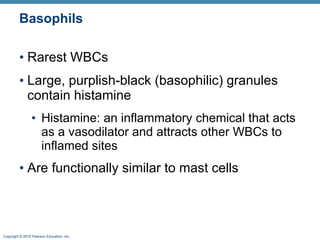 Basophils Rarest WBCs Large, purplish-black (basophilic) granules contain histamine Histamine: an inflammatory chemical that acts as a vasodilator and attracts other WBCs to inflamed sites Are functionally similar to mast cells 