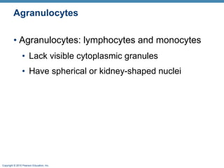 Agranulocytes Agranulocytes: lymphocytes and monocytes Lack visible cytoplasmic granules Have spherical or kidney-shaped nuclei 