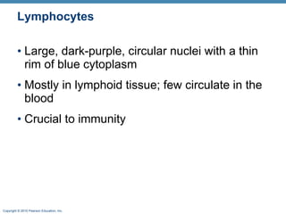 Lymphocytes Large, dark-purple, circular nuclei with a thin rim of blue cytoplasm Mostly in lymphoid tissue; few circulate in the blood Crucial to immunity 