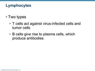 Lymphocytes Two types  T cells act against virus-infected cells and tumor cells B cells give rise to plasma cells, which produce antibodies 