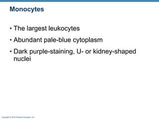 Monocytes The largest leukocytes Abundant pale-blue cytoplasm Dark purple-staining, U- or kidney-shaped nuclei 