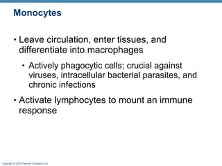 Monocytes Leave circulation, enter tissues, and differentiate into macrophages Actively phagocytic cells; crucial against viruses, intracellular bacterial parasites, and chronic infections Activate lymphocytes to mount an immune response 