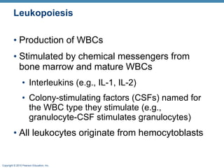 Leukopoiesis Production of WBCs Stimulated by chemical messengers from bone marrow and mature WBCs Interleukins (e.g., IL-1, IL-2) Colony-stimulating factors (CSFs) named for the WBC type they stimulate (e.g., granulocyte-CSF stimulates granulocytes) All leukocytes originate from hemocytoblasts 